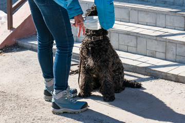 A young girl in blue jeans and a jacket on the street puts a protective medical mask on the dog. Breed Kerry blue Terrier. Topic do animals get sick with coronavirus. Therapeutic mask for protection f
