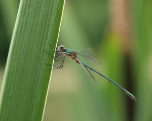 dragonfly resting on a leaf