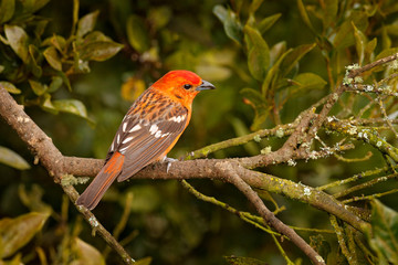 Orange bird Flame-colored Tanager, Piranga bidentata tropical bird from Savegre, Costa Rica. Birwatching in South America.