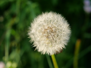 タンポポ2