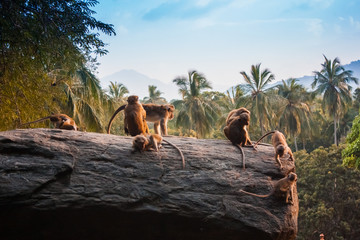 Monkeys play in the sunset light near Mount Sigiriya, Sri Lanka