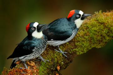 Acorn Woodpecker, Melanerpes formicivorus. Beautiful bird sitting on the green mossy branch in habitat, Costa Rica. Birdwatching in America. Woodpecker from Costa Rica mountain forest.