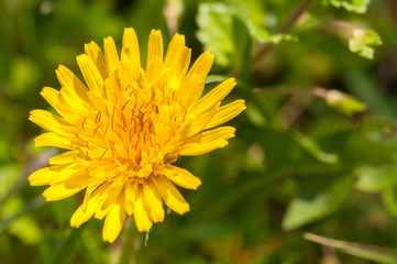 Beautiful flowers blooming in garden.Background texture
