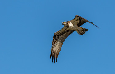 river hawk or western osprey (Pandion haliaetus) in flight