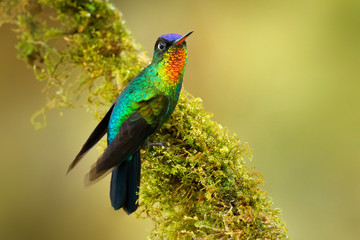 Fiery-throated Hummingbird, Panterpe insignis, colorful bird sitting on mossy branch. Mountain bright animal from Panama. Detail portrait of shiny bird.