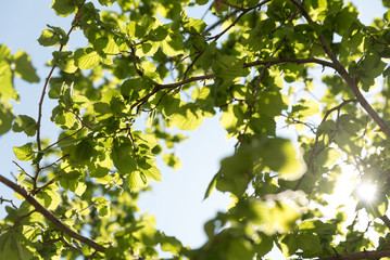 green leaves on a sunny day