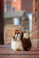 Shih Tzu dog with long groomed hair, outdoor portrait of 9 month old puppy - 340192848
