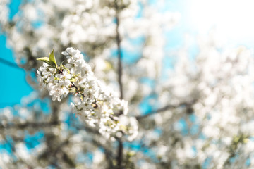 spring tree blossom flowers 