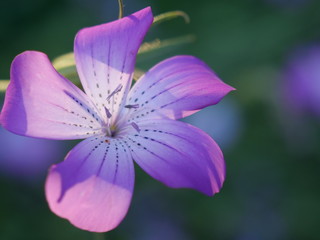 Fototapeta premium 花