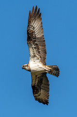 river hawk or western osprey (Pandion haliaetus) in flight