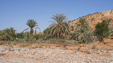 Palm Oasis in rocky desert, Tiout, Morocco, Africa