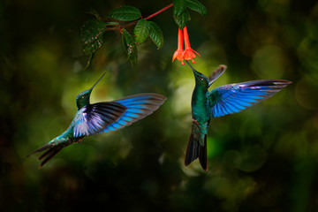 Great sapphirewing, Pterophanes cyanopterus, big blue hummingbird with red flower, Yanacocha, Pichincha in Ecuador. Two bird sucking nectar from bloom. Wildlife scene from jungle forest.