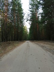 road in the woods