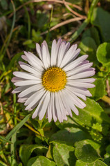 Obraz premium Beautiful flowers blooming in garden.Background texture