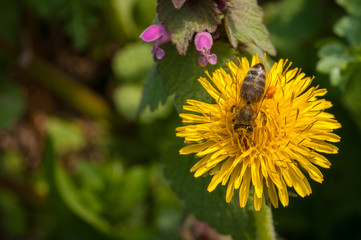 Beautiful flowers blooming in garden.Background texture