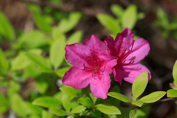 철쭉꽃이 보이는 아름다운 봄풍경