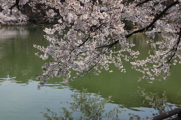 春爛漫公園の満開の桜