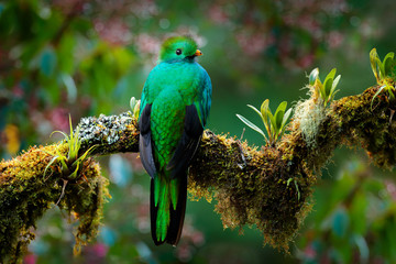 Obraz premium Quetzal, Pharomachrus mocinno, from nature Costa Rica with green forest. Magnificent sacred mistic green and red bird. Resplendent Quetzal in jungle habitat. Widlife scene from Costa Rica.
