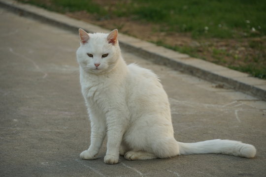 A White Cat Sitting On A Sidewalk With Connived Very Narrow Eyes