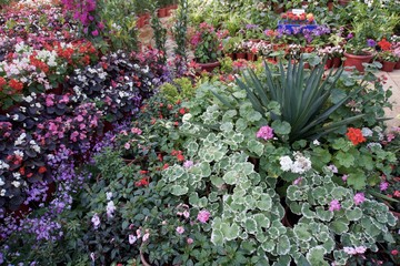 flower bed in the garden