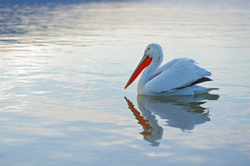 Pelican, Pelecanus crispus, landing in Lake Kerkini, Greece. Pelican with open wings. Wildlife scene from European nature. Bird start in the water. Dalmatian pelican in water.