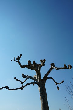 Platan tree without leaves with trimmed branch on early spring in Urdorf, Switzerland, with a clear blue sky on the background