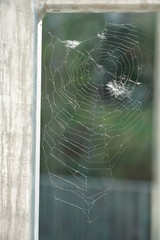 Spider web or cobweb of an irregular shape and of an  irregular structure, without spider and without insects trapped in it. 
