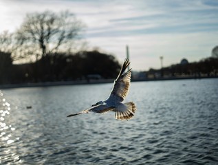 seagull in flight