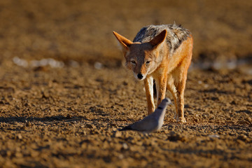 Jackal hunting birds near the waterhole, Polentswa, Botswana in Africa.  Beautiful wildlife scene from Africa with nice sun light. Jackal catch and evening sunlight.