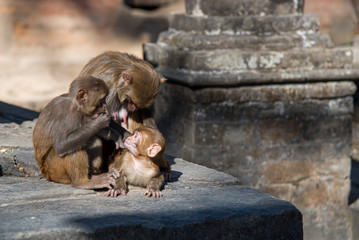 Family of cute monkeys holding a baby