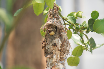 Bird in the nest