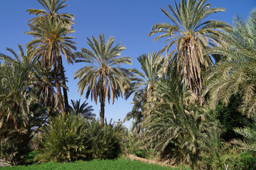 Fototapeta na wymiar Historic Palm trees oasis Tiout, Sahara, Africa