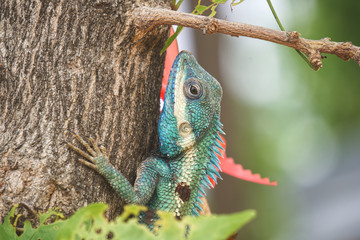 chameleon on a branch