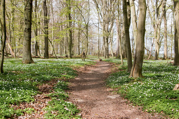 Goor Buchenwald im Frühling Insel Rügen