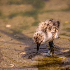 baby avocet