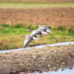 geese in flight