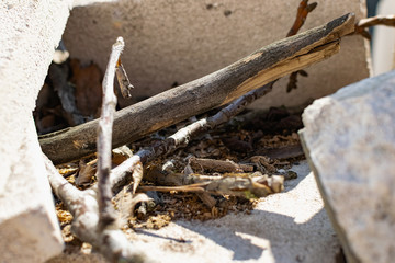 Small twigs and dry chips on a concrete background , lying in a pile under the open sky for a small fire