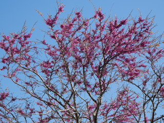 The Judas tree and its spectacular pink flowers in spring with the blue sky background