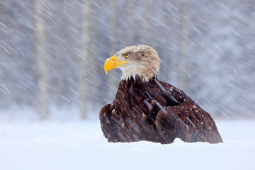 Bald Eagle, Haliaeetus leucocephalus, portrait of brown bird of prey with white head, yellow bill. Winter scene with snow, Alaska, USA.