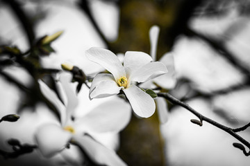 Magnolia blossom on tree in early spring