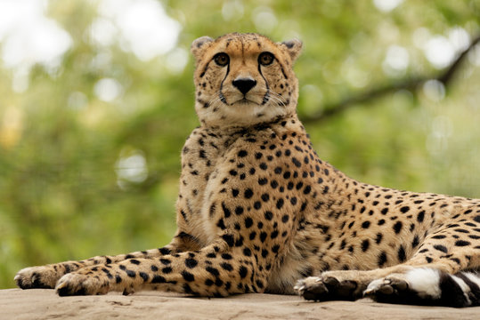 Erhabener Gepard