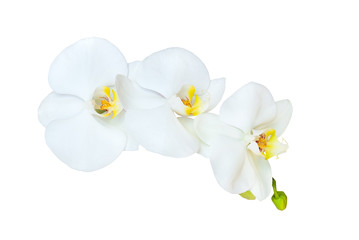 Branch of orchid isolated