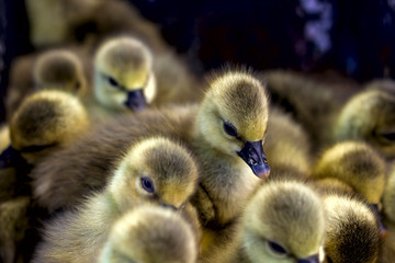 little yellow goslings are sitting in a box at the bird market