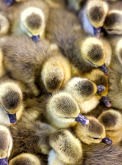 little yellow goslings are sitting in a box at the bird market © Irina