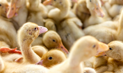 little yellow ducklings are sitting in a box at the bird market