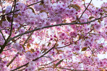 Cherry Blossom Festival with pink cherry tree blooming