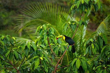 Tropic forest with exotic bird. Toucan in green trees. Keel-billed Toucan, Ramphastos sulfuratus....