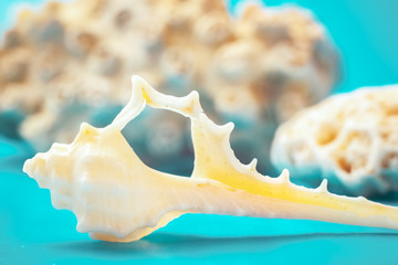 Marine still Life with shells on the sand (sugar crystals) with azure-blue sky. shot in the Studio.