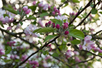 Cherry Blossom Festival with pink cherry tree blooming