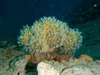 Naklejka na ściany i meble Soft coral. underwater photography